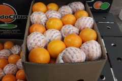 Naranjas Navel Cajas 15 kg