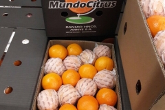 Naranjas Navel Cajas 15 kg