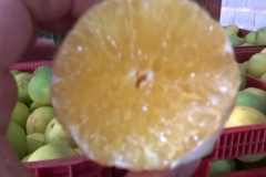 laranja pera rio descascada 4