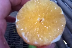 laranja pera rio descascada