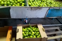 Limão de Exportação