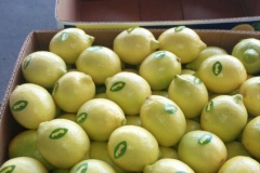 limão siciliano