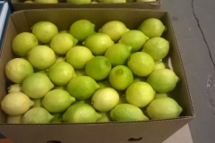 Limon Siciliano Brazil (14)