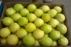 Limon Siciliano Brazil (17)