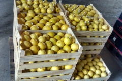 Limon Siciliano Brazil (19)