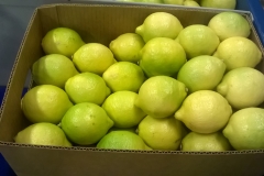 Limon Siciliano Brazil (9)