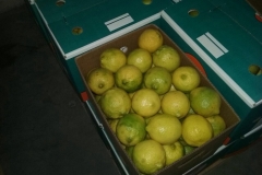 Limon Siciliano Brazil