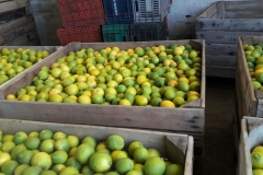 Limon Siciliano Uruguay (29)