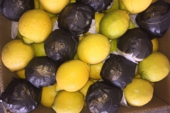 Limon Siciliano Uruguay (37)