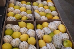 Limon Siciliano Cat 1 (1)