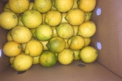 Limon Siciliano Uruguay (33)