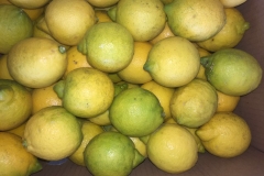 Limon Siciliano Uruguay (34)