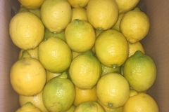Limon Siciliano Uruguay (35)
