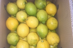 Limon Siciliano Uruguay (36)