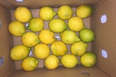 Limon Siciliano Uruguay (38)