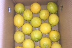 Limon Siciliano Uruguay (39)
