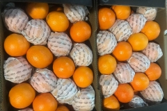 Naranjas Navel cajas 10 kg (1)