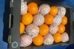 Naranjas Navel cajas 10 kg (2)