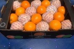 Naranjas Navel cajas 10 kg (3)