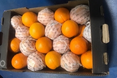 Naranjas Navel cajas 10 kg (4)