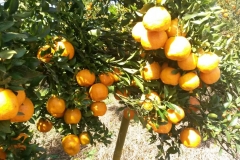 02. Tangerinas