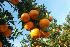 03. Tangerinas