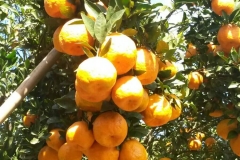 04. Tangerinas