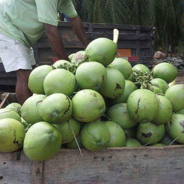 Coco Verde Direto da Roça