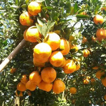 Frutas direto do Produtor