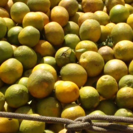 laranja pera direto da roça