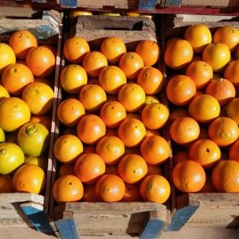 Laranja Bahia ( kg )