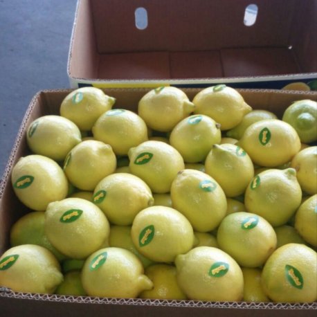 limão-siciliano