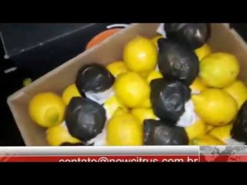 #35 LimÃ£o Siciliano ExportaÃ§Ã£o / Limones Sicilianos