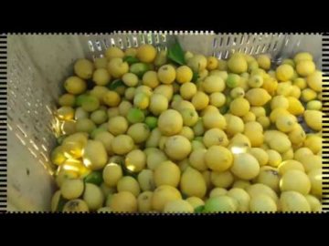 #37 Limones Siciliano ExportaÃ§Ã£o Chile ( VÃ­deo 1 )