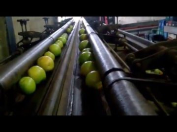 #11 Laranja Pera Rio Direto da RoÃ§a ( Mogi Mirin - SP )