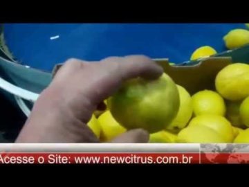 #38 Limones Siciliano ExportaÃ§Ã£o Chile  ( VÃ­deo 2 )