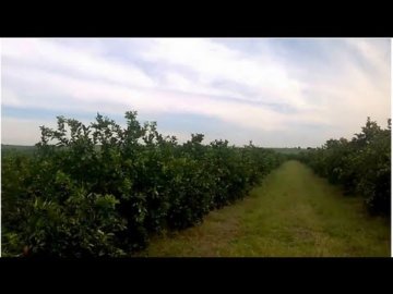 #06 Visita  Fazenda de ( Laranjas Rubi ) 16/05/2015