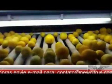 #32  Limones Sicilianos  ( ExportaÃ§Ã£o para Europa )