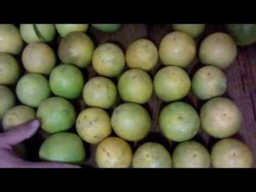 #07 Amostras de Laranjas  VocÃª reconhece pelo vÃ­deo a variedade da laranja ?