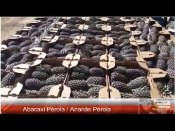 #40 Abacaxi PÃ©rola / AnanÃ¡s PÃ©rola / Tipo ExportaÃ§Ã£o