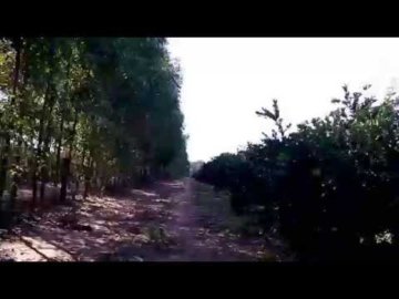 #08 Fazenda de Laranja Pera Rio, ValÃªncia, Hamilin 12/06/2015 ( Barretos )